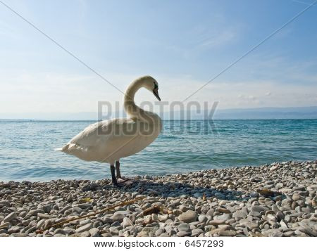 Praud Swan Lake rannikolla