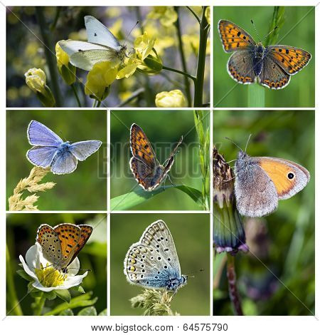 Butterflies collage