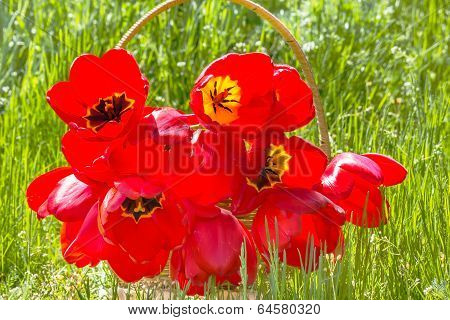 Bouquet Of Red Tulips In A Basket, Backlit