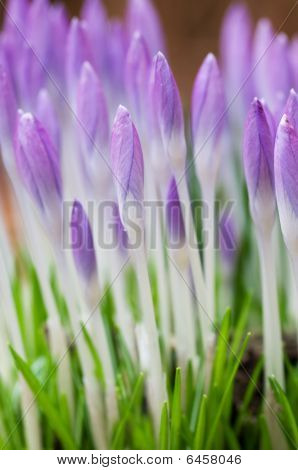 Crocusses ใน Springtime