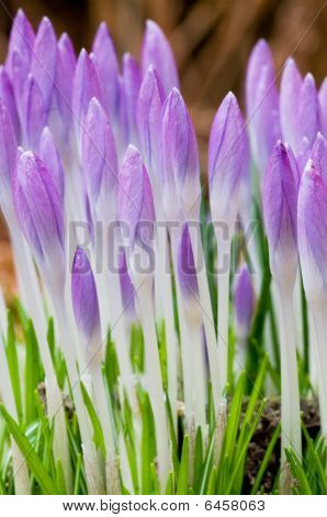Crocusses ใน Springtime