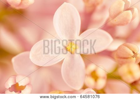 Pink Lilac