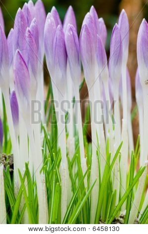 Crocusses ใน Springtime