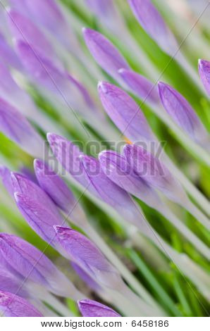 Crocusses ใน Springtime