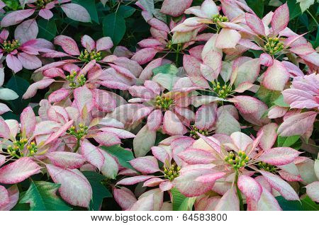 Poinsettia flower (christmas star)