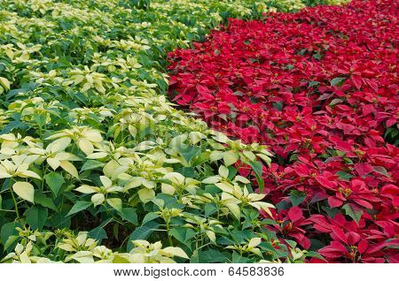 Poinsettia flower