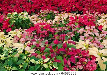 Colorful Poinsettia flower