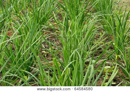 Garlic chives growing on a soil
