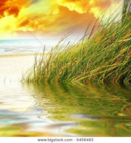 Marram 草