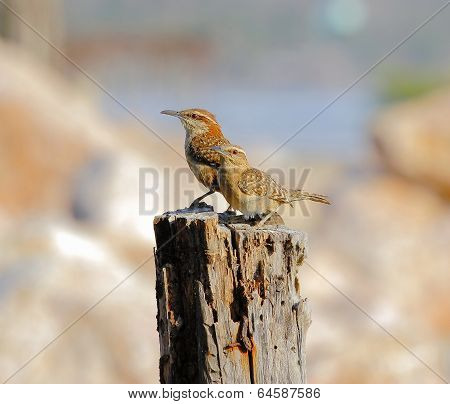 Rufous Naped Wren.