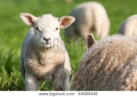 Lamb