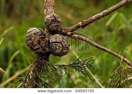 Opened Cupressus Macrocarpa Seed Pods