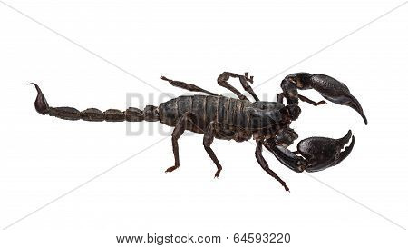 Asian Giant Forest Scorpion (heterometrus Laoticus) Isolated On White Background