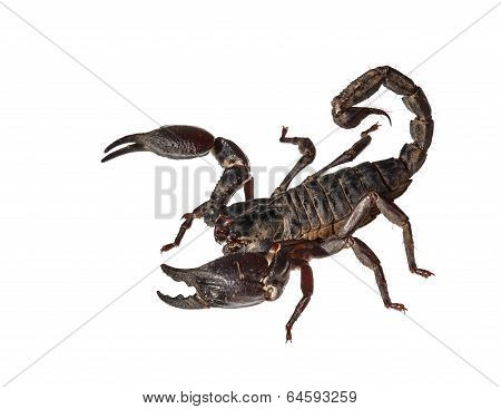 Asian Giant Forest Scorpion (heterometrus Laoticus) Isolated On White Background