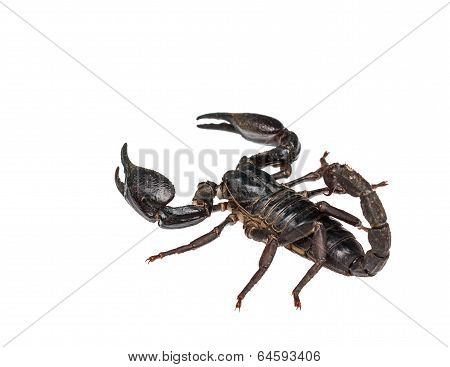 Asian Giant Forest Scorpion (heterometrus Laoticus) Isolated On White Background