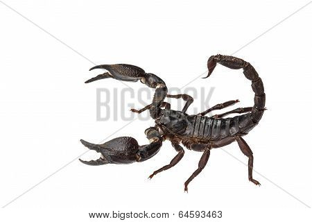 Asian Giant Forest Scorpion (heterometrus Laoticus) Isolated On White Background