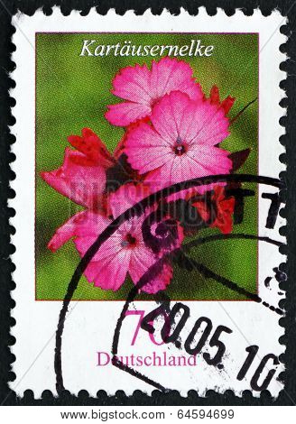 Postage Stamp Germany 2006 Clusterhead Pink, Flowering Plant