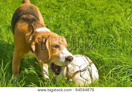 Beagle dog playing ball