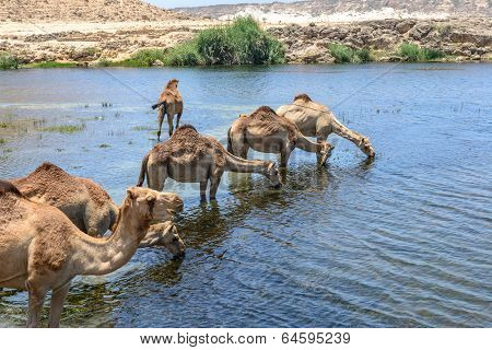 Dromedaries At Wadi Darbat, Taqah (oman)