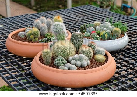 Various colorful cactus in pots