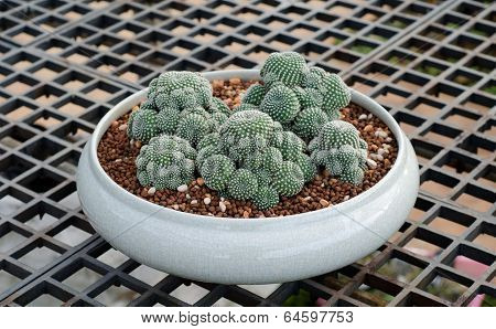 Various colorful cactus in pots