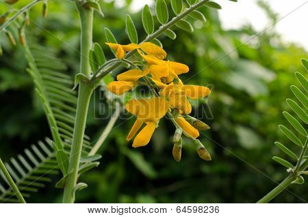 Sesbania javanica blooming on tree