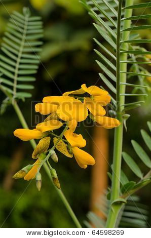 Sesbania javanica blooming on tree