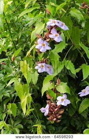 Thunbergia (Thunbergia laurifolia )