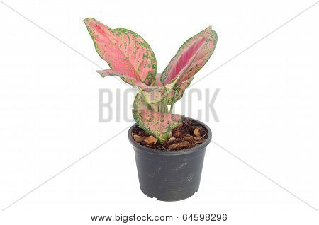 Aglaonema isolated on white background