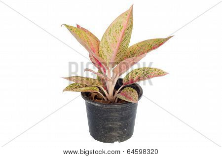Aglaonema isolated on white background
