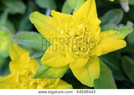 Yellow Flower Of Euphorbia Polychroma