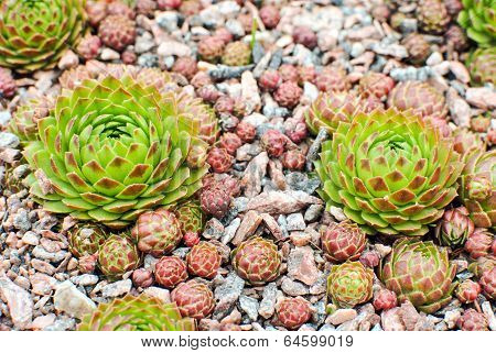 Hens And Chicks 