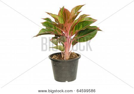 Aglaonema isolated on white background