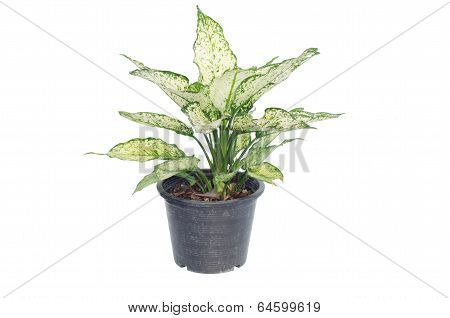 Aglaonema in pot isolated on white background