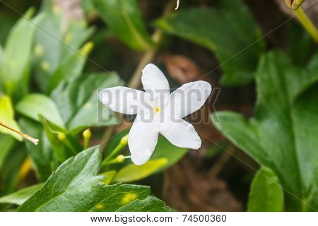 White Sampaguita Jasmine Or Arabian Jasmine