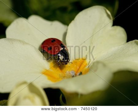 Yedi nokta Ladybird