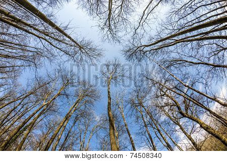 Spring Tree Crowns On Deep Blue Sky