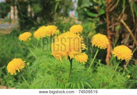 yellow Chrysanthemum flower in the garden
