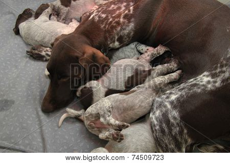 German Shorthaired Pointer Puppies
