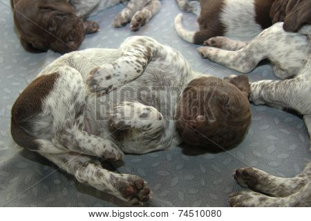 German Shorthaired Pointer Puppies