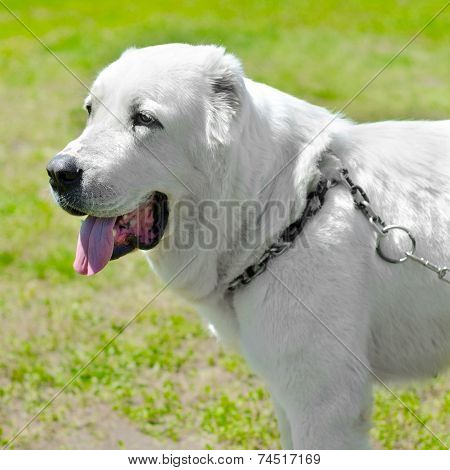Central Asian Shepherd