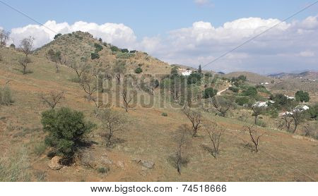 Almond Trees on the Hills Around Cartama