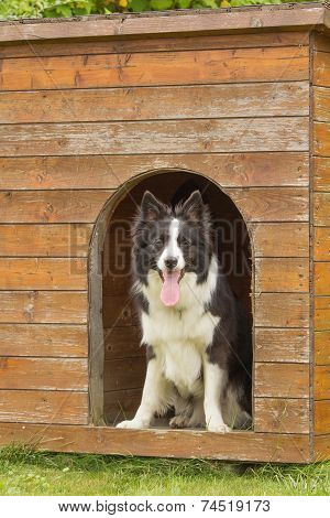 Border Collie In Wooden Doghouse.