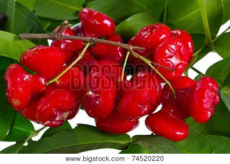Rose Apple