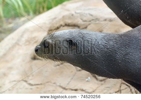 Giant Otter (pteronura Brasiliensis)