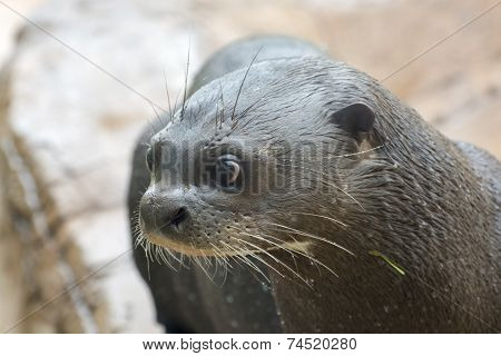 Giant Otter (pteronura Brasiliensis)