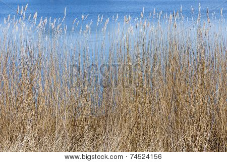 Reed Grass At The Backwater
