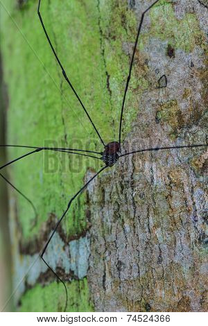 Harvestman Spider Or Daddy Longlegs