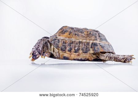 Turtle On A White Background