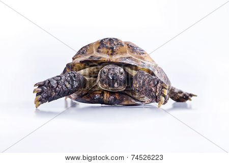 Turtle on a white background